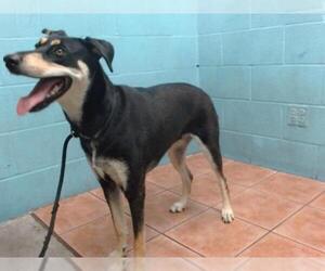 Doberman Pinscher Dogs for adoption in Downey, CA, USA