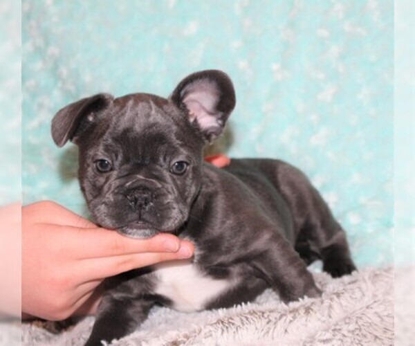 Medium Photo #8 French Bulldog Puppy For Sale in PITTSBURGH, PA, USA