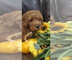 Goldendoodle-Poodle (Miniature) Mix Puppy for sale in HOLLY SPRINGS, GA, USA