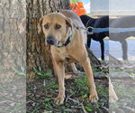 Small #2 Labrador Retriever Mix