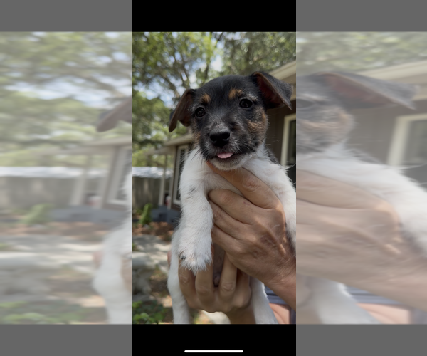 Medium Photo #3 Jack Russell Terrier Puppy For Sale in ALTOONA, FL, USA