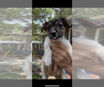 Small Photo #3 Jack Russell Terrier Puppy For Sale in ALTOONA, FL, USA