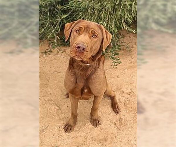 Medium Photo #4 Chesapeake Bay Retriever Puppy For Sale in Dana Point, CA, USA