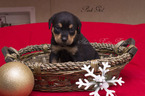 Small Photo #4 Rottweiler Puppy For Sale in OWINGSVILLE, KY, USA
