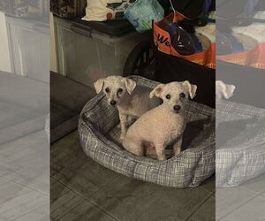 Mutt Dogs for adoption in pomfret, CT, USA
