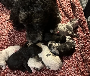 Sheepadoodle Puppy for sale in MALDEN, MO, USA