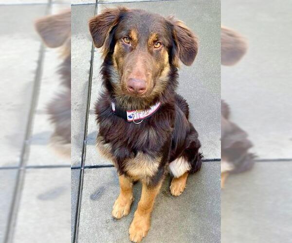 Medium Photo #2 German Shepherd Dog-Unknown Mix Puppy For Sale in Sacramento, CA, USA