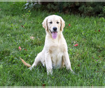 Gwenn - Female Golden Retriever Puppy for Sale - Photo #4