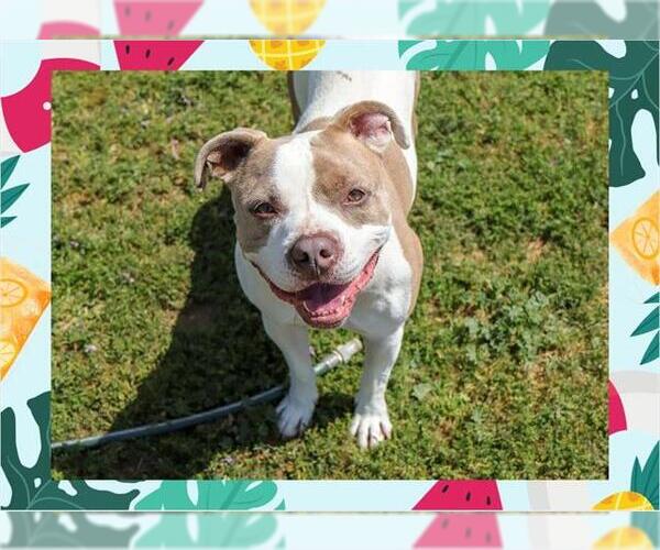 Medium Photo #8 American Pit Bull Terrier Puppy For Sale in Ojai, CA, USA