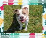 Small #7 American Pit Bull Terrier