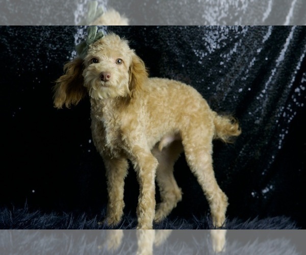 Medium Photo #11 Poodle (Toy) Puppy For Sale in WARSAW, IN, USA