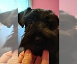 Small #9 Schnauzer (Miniature)