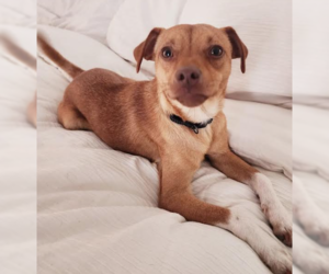 Mutt Dogs for adoption in Brooklyn Center, MN, USA