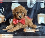 Small #2 Cavapoo