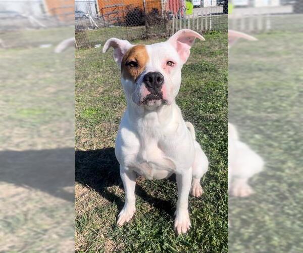 Medium Photo #2 Mutt Puppy For Sale in Rosenberg, TX, USA