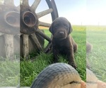 Small Photo #8 Labrador Retriever Puppy For Sale in ROYAL CITY, WA, USA