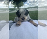 Small Photo #8 Australian Cattle Dog Puppy For Sale in GOSHEN, IN, USA