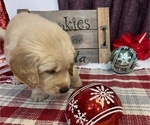 Small Photo #6 Golden Retriever Puppy For Sale in SMITHVILLE, TX, USA
