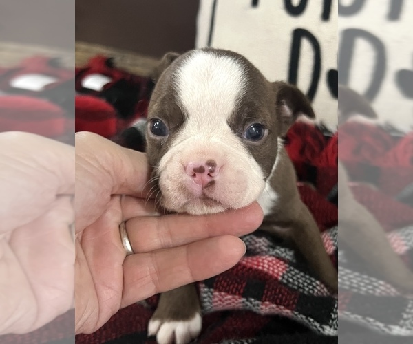 Medium Photo #1 Boston Terrier Puppy For Sale in NILES, MI, USA
