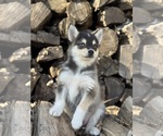 Small #9 Alaskan Klee Kai-Pomsky Mix