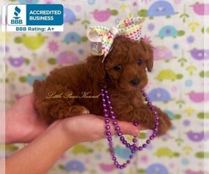 Poodle (Toy) Puppy for sale in WINNSBORO, LA, USA