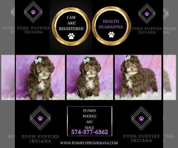 Medium Photo #2 Poodle (Toy) Puppy For Sale in WARSAW, IN, USA
