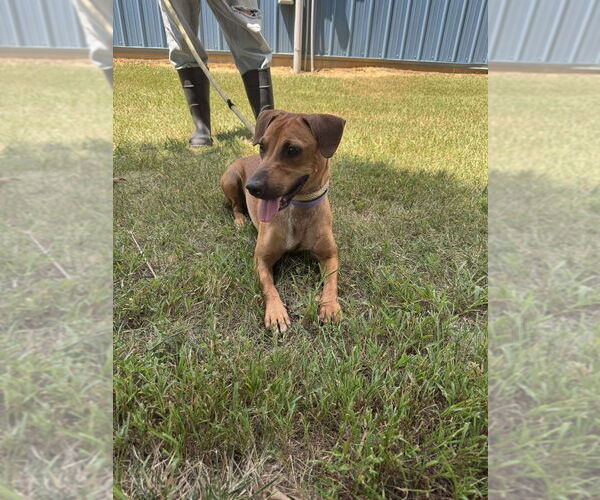 Medium Photo #4 Unknown-Whippet Mix Puppy For Sale in Cromwell, KY, USA