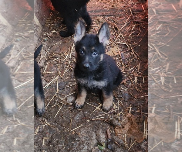 Medium Photo #1 German Shepherd Dog Puppy For Sale in EVANS, CO, USA