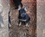 Small Photo #1 German Shepherd Dog Puppy For Sale in EVANS, CO, USA