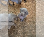 Small Photo #6 Weimaraner Puppy For Sale in MONMOUTH, OR, USA