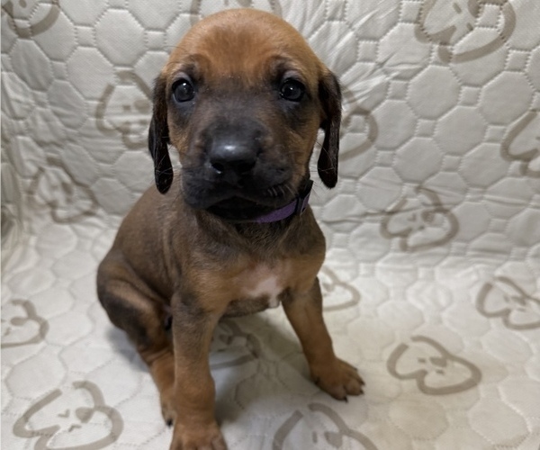 Medium Photo #2 Labrador Retriever-Rhodesian Ridgeback Mix Puppy For Sale in FRESNO, CA, USA