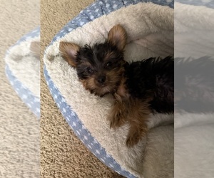 Yorkshire Terrier Puppy for sale in KATY, TX, USA