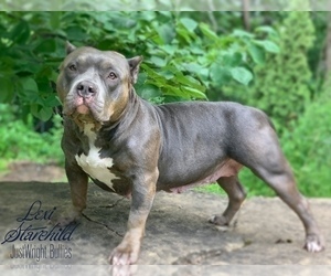 Mother of the American Bully puppies born on 08/29/2021