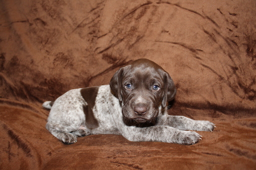 Medium Photo #3 German Shorthaired Pointer Puppy For Sale in BLAINSPORT, PA, USA
