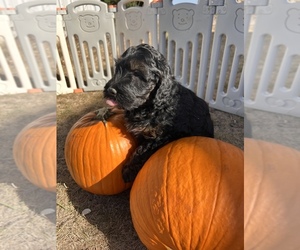 Aussiedoodle Puppy for sale in WILLIAMSBURG, IA, USA