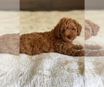 Small Photo #3 Poodle (Toy) Puppy For Sale in BOCA RATON, FL, USA
