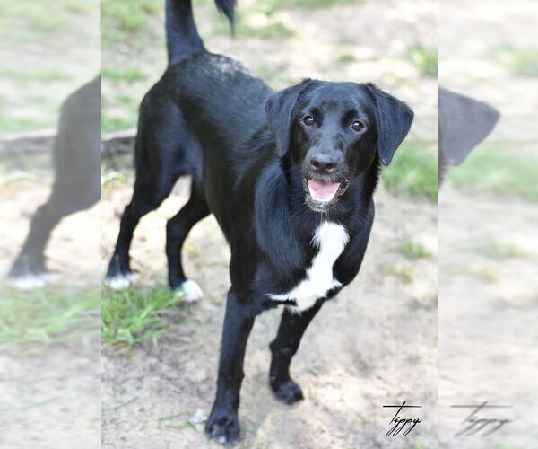 Medium Photo #3 Mutt Puppy For Sale in The Woodlands, TX, USA