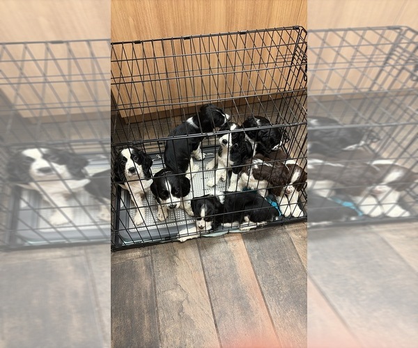 Medium Photo #1 English Springer Spaniel Puppy For Sale in WICHITA, KS, USA