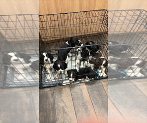 English Springer Spaniel Litter for sale in WICHITA, KS, USA