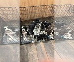 Small English Springer Spaniel