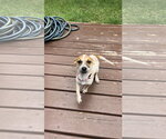 Small #2 Chihuahua Mix