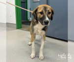 Small Labrador Retriever Mix