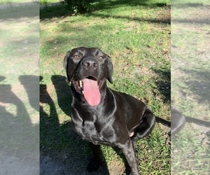 Mother of the Labrador Retriever puppies born on 08/10/2021