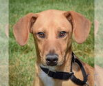 Small Beagle-German Shepherd Dog Mix