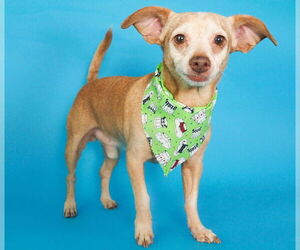 Chihuahua-Unknown Mix Dogs for adoption in phoenix, AZ, USA