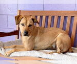Small #1 Mutt