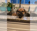 Small Mutt