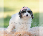 Small #2 Goldendoodle (Miniature)