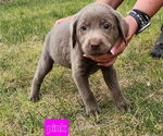 Puppy Pink Collar Labrador Retriever