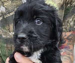 Moose - Male Bernedoodle Puppy for Sale - Small photo